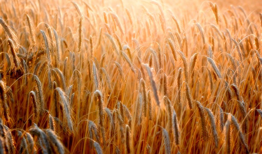 NKVC nesiūlo Vyriausybei skelbti valstybės ekstremalios situacijos dėl sausros