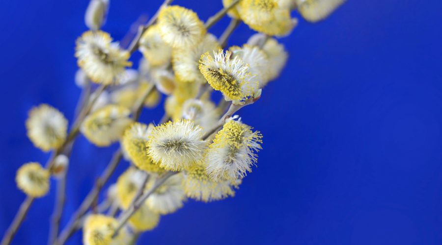 Ministrė Pirmininkė Ingrida Šimonytė sveikina šv