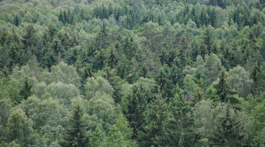 Vyriausybė pritarė Miškų įstatymo pakeitimams