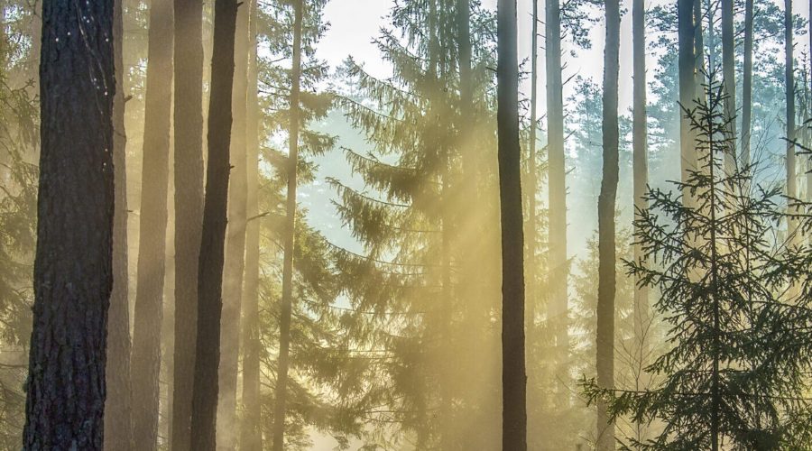 Vyriausybė pritarė Miškų įstatymo pataisoms: tobulinamas kirtimų reguliavimas, gerinamas miškų atkūrimas